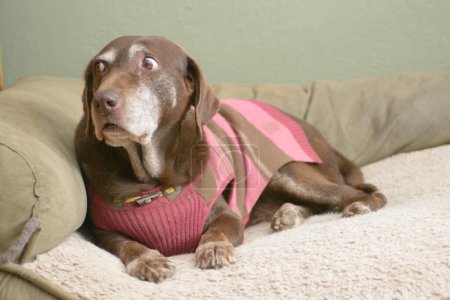 Foto de Nervioso perro viejo chocolate labrador retriever acostado en la cama mirando asustado - Imagen libre de derechos