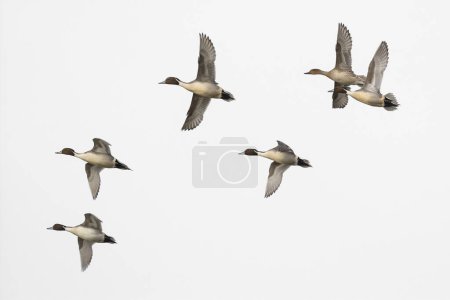 Photo for Pintail duck flock flying isolated on white background - Royalty Free Image