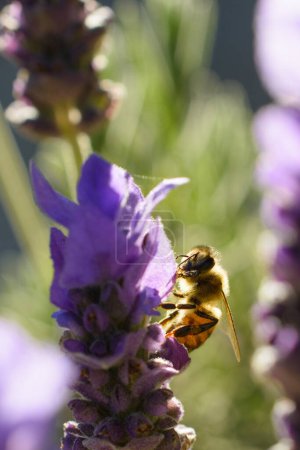 Photo for Side view of closeup honey bee picking pollen on opened flower on blurred background - Royalty Free Image