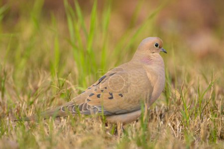 Photo for Mourning dove laying flat on the ground - Royalty Free Image