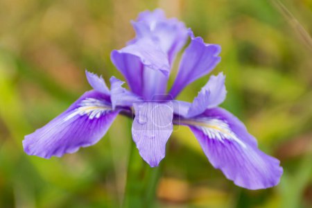 Foto de Primavera lirio púrpura flor salvaje flor - Imagen libre de derechos