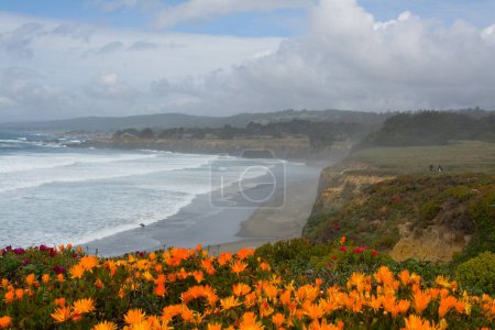 Foto de Naranja planta de hielo flor florecimiento paisaje playa california costa - Imagen libre de derechos