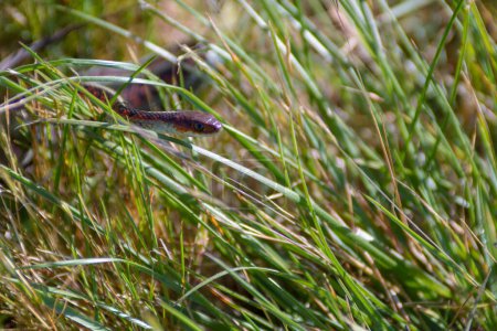 Foto de Pequeña serpiente liguero serpenteando a través de la hierba verde - Imagen libre de derechos
