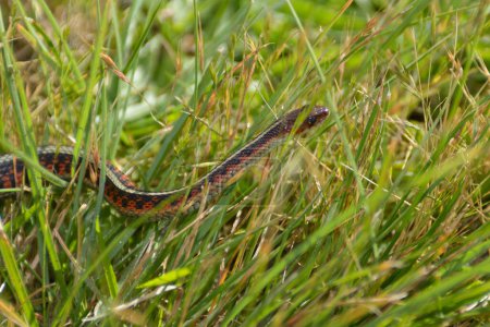 Foto de Una serpiente liguero se desliza por la hierba verde. La serpiente está a todo color con manchas rojas. Haze sobre los ojos. - Imagen libre de derechos