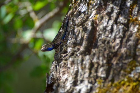 Photo for Blue belly fence lizard on a tree - Royalty Free Image