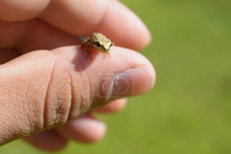 Foto de Una rana arbórea marrón súper pequeña se sienta en el pulgar de una mano humana. - Imagen libre de derechos