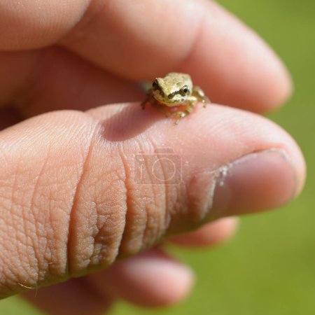 Foto de Una rana arbórea marrón súper pequeña se sienta en el pulgar de una mano humana. - Imagen libre de derechos