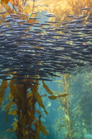 Foto de Escuela de anchoas kelp forest - Imagen libre de derechos