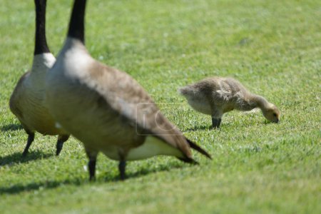 Photo for Crop close up view of two geese and one gosling walking in green field and grazing - Royalty Free Image