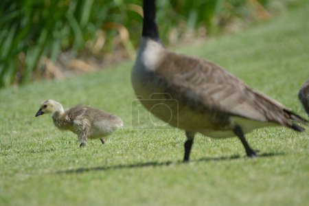 Photo for Crop close up view of goose and gosling walking in green lawn and grazing grass - Royalty Free Image