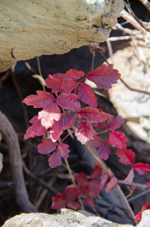 Téléchargez les photos : Chêne venimeux rouge poussant sous le rebord rocheux - en image libre de droit
