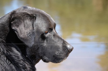 Photo for Black Labrador retriever dog - Royalty Free Image