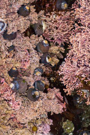 Photo for Small tide pool intertidal ecosystem - Royalty Free Image