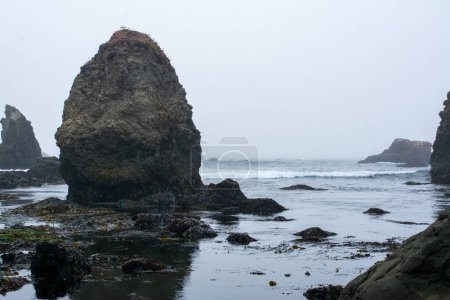 Rock cliff Low tide pools fort bragg california
