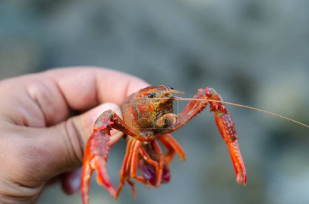 Photo for A causation male holding a red crayfish crawdad with large long pincers. - Royalty Free Image