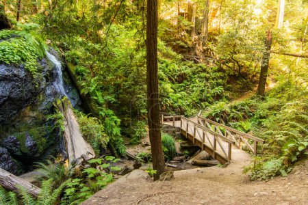Foto de Sendero de senderismo con puente a cascada en la selva tropical de California - Imagen libre de derechos