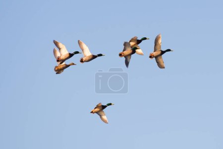 Photo for Flock of mallard duck male drakes flying - Royalty Free Image