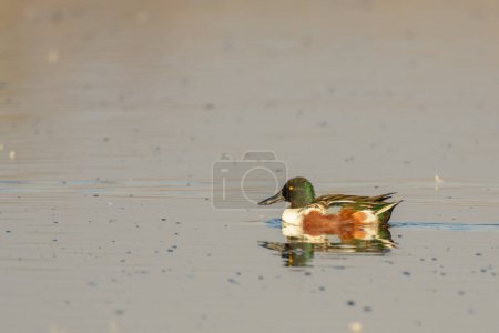 Photo for Northern shoveler duck drake male swimming - Royalty Free Image