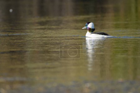 Photo for Bufflehead duck male drake swimming water - Royalty Free Image