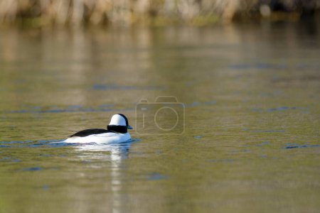 Photo for Bufflehead duck male drake swimming water - Royalty Free Image