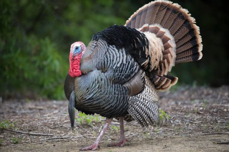 Photo for Wild male turkey strutting feathers for females - Royalty Free Image