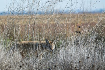 Photo for Coyote walking through tall grass - Royalty Free Image