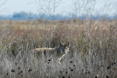 Photo for Coyote walking through tall grass - Royalty Free Image