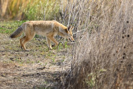 Photo for Coyote following a sent into the tall grass. - Royalty Free Image
