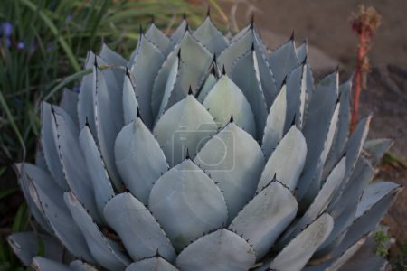 Photo for Agave azul blue agave plant - Royalty Free Image