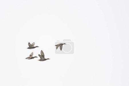 Photo for Gadwall drake male female hen flying isolated - Royalty Free Image