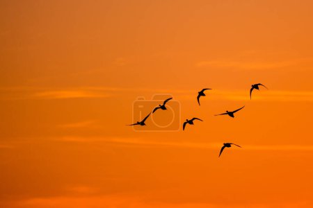 flying ducks at sunset