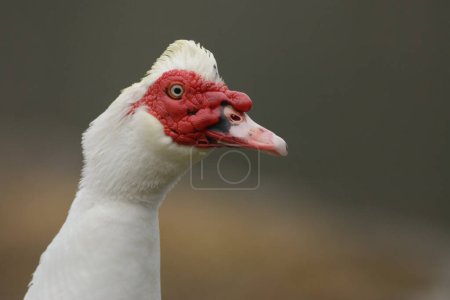 Photo for Close up portrait of a Muscovy Duck - Royalty Free Image