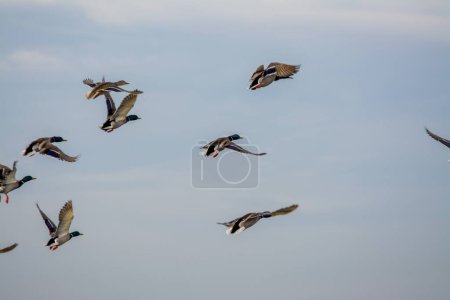 Photo for Flock of Mallard male drakes taking flight. - Royalty Free Image