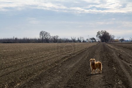 Téléchargez les photos : Vieux chien golden retriever debout dans le champ de terre - en image libre de droit