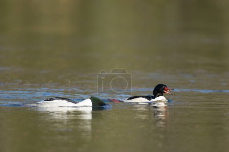 Photo for Side view of European oyster catchers with opened beak swimming and diving in waving lake with blue sunlight on smooth water surface - Royalty Free Image