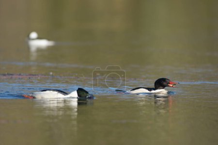 Photo for Side view of European oyster catchers swimming and dipping in waving lake with blue sunlight on smooth water surface - Royalty Free Image
