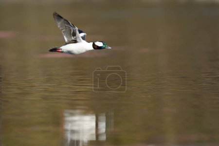 Photo for Side view of flying colorful drake with scoping wings under lake - Royalty Free Image