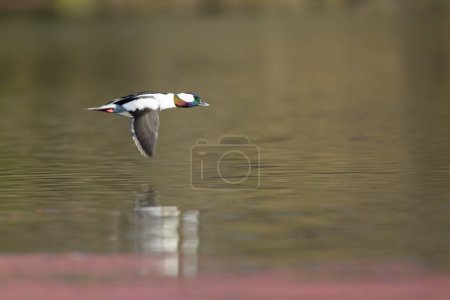Photo for Side view of soaring colorful drake with scoping wings under river - Royalty Free Image