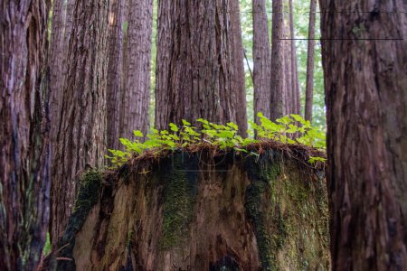 Téléchargez les photos : Patch de trèfle poussant sur tronc d'arbre séquoia séquoia coupé - en image libre de droit
