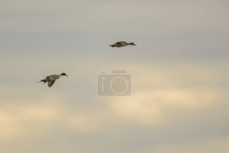 Photo for Side view of flying drakes with scoping wings on heaven background - Royalty Free Image