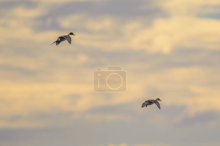 Photo for Back view of flying drakes with scoping wings on sky background - Royalty Free Image