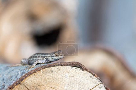 Photo for Blue Belly fence lizard on log - Royalty Free Image