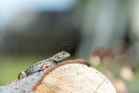 Photo for Fence lizard blue belly lizard on a log. - Royalty Free Image