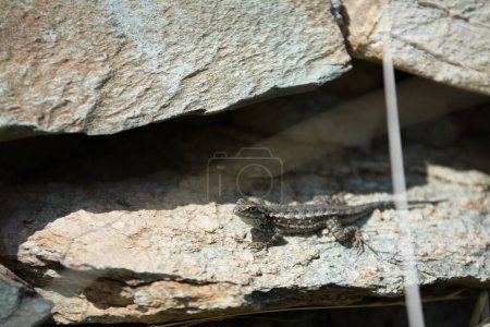 Photo for Blue Belly fence lizard on rock - Royalty Free Image