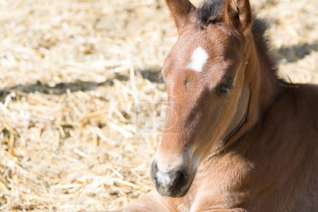 Téléchargez les photos : Jeune poney culte bébé cheval couché en stalle - en image libre de droit