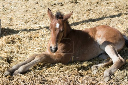 Téléchargez les photos : Jeune poney culte bébé cheval couché en stalle - en image libre de droit