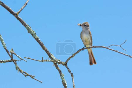 Photo for A Thick-billed Kingbird (Tyrannus crassirostris) holds a grasshopper. - Royalty Free Image