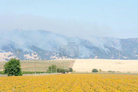 Foto de Incendio forestal tras cultivo de cártamo - Imagen libre de derechos