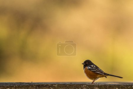 Foto de Pájaro Towhee posado sobre madera - Imagen libre de derechos
