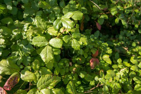 Téléchargez les photos : Grande croissance de feuilles de chêne vert poison fond - en image libre de droit